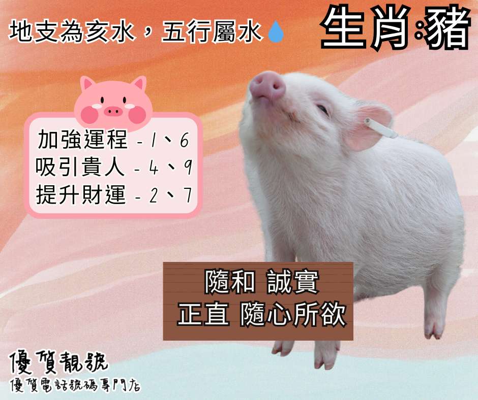 【生肖懶人包－豬】_